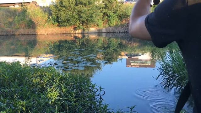 Monster Black Bullhead Fishing - Berkley Gulp! Pinched Crawler