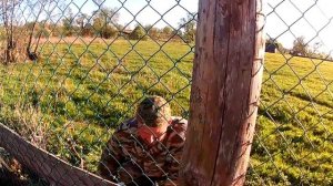 Электропастух ПРО-6  - проверка на овцах \\ В деревню!