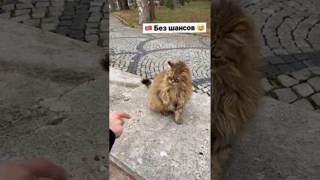 🇹🇷🐈Нетипичная стамбульская киска 😅 #стамбул #турция #кошка #Istanbul #turkey #istanbulcats #cats смотреть онлайн