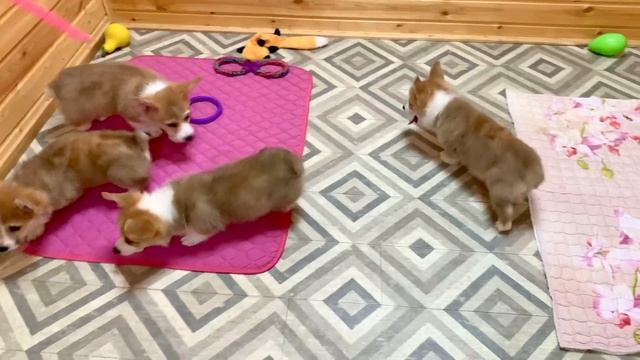 Вельш корги пемброк щенки 2 месяца смотреть онлайн