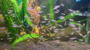 Неоны, пристеллы и родостомусы