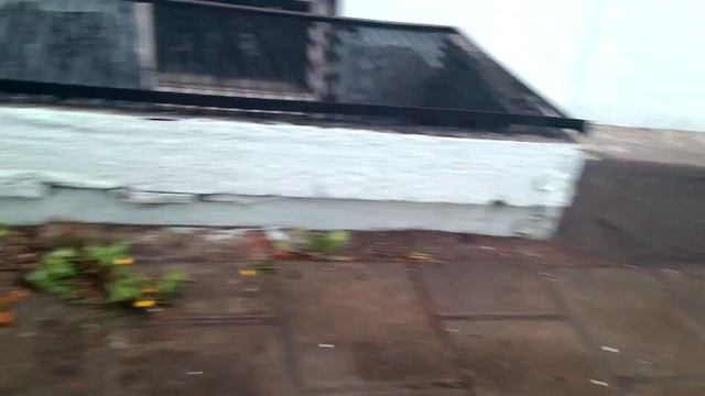 Прогулка моего кота смотреть онлайн