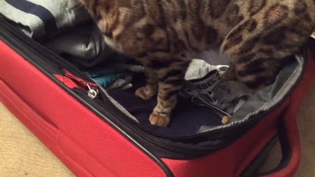 Моя Бенгальская Кошка Катя смотреть онлайн