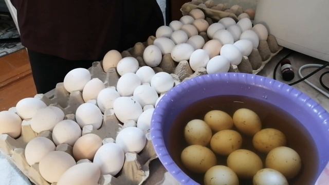 Подготовка, дезинфекция и закладка куриного яйца в инкубатор "Несушка" первый снег, ёлка в Каневско смотреть онлайн