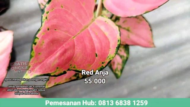 HARGA AGLAONEMA TURUN DRASTIS | CUMA 10RIBUAN BISA DAPAT ITEM INCARAN