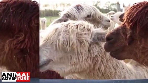 Cutest Animal Documentary Alpaca | #Alpaca |