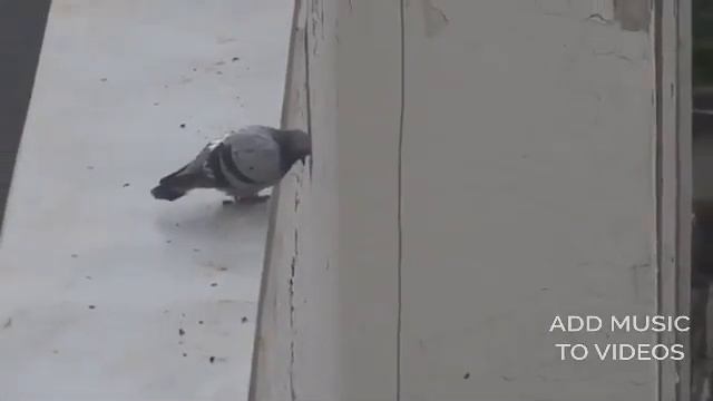 Голубь прыгает с крыши | голубь делает самоубийство | птица падает с крыши | голубь на крыше |