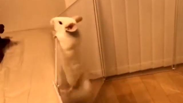 Шиншиллы играют - шиншиллы хулиганят смотреть онлайн