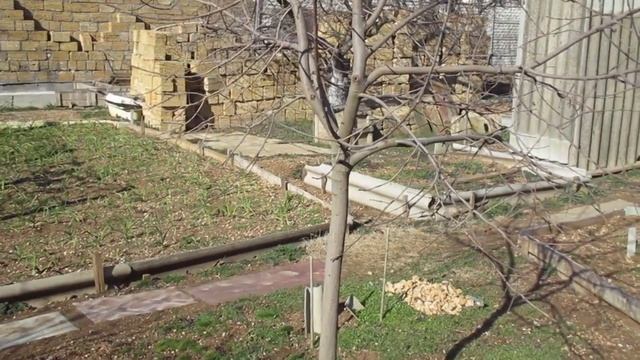 хурма в Крыму на даче смотреть онлайн
