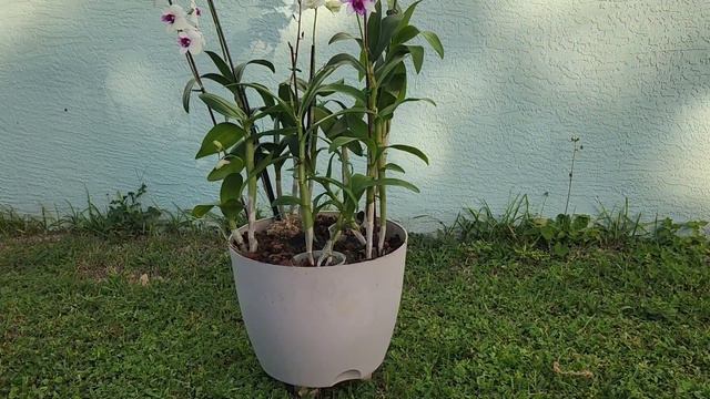 ideas para el cultivo de dendrobium y algunos tips para orquideas смотреть онлайн