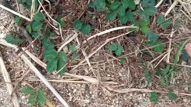 Mimosa pudica Plant | This plant closes it's leaves when touched 😀 | [ VISHNU M ] смотреть онлайн
