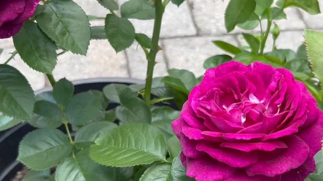 Twilight Zone Rose 暮色區域2022 смотреть онлайн