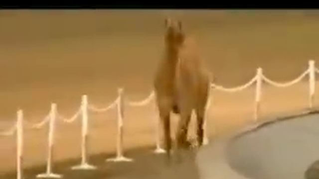 4 Midgets Race Camel смотреть онлайн