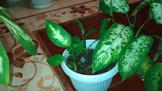 Мои диффенбахии и другие цветы. Новинка с авито смотреть онлайн