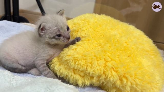 ? Rescue Kitten Sleeping with Eyes Open & Nebulizer Treatment: Day 21 смотреть онлайн