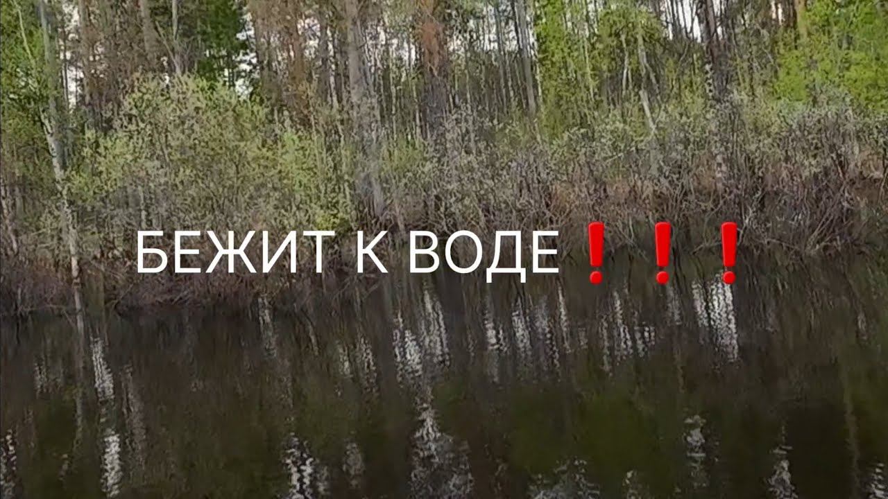 СТРАШНО ДО ЖУТИ❗️ МЕДВЕДЬ НА РЫБАЛКЕ #медведь #рыбалка смотреть онлайн