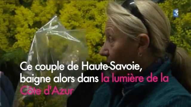 Récolte du mimosa : pleine saison sur la Côte d'Azur смотреть онлайн