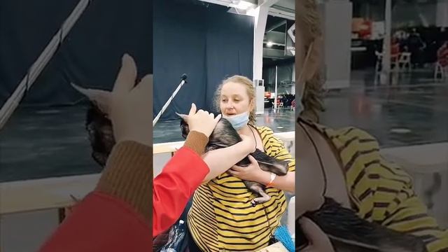 Знакомьтесь - очень редкая порода - ЛИКОЙ смотреть онлайн