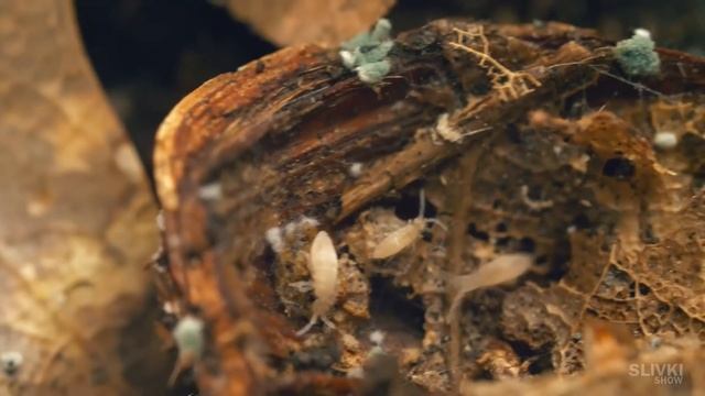 ПОСАДИЛИ ГОРОХ В ХОМЯКАРИУМЕ смотреть онлайн