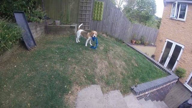 Amber The Cute Beagle Playtime