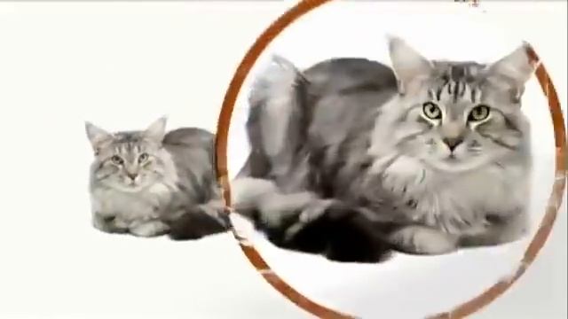Animal Planet : Cats 101 ~ Maine Coon смотреть онлайн