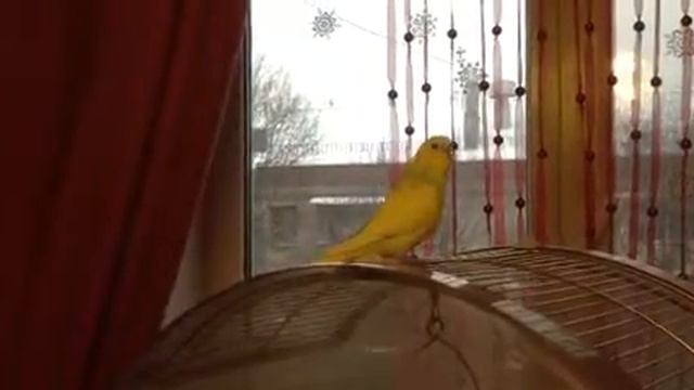 попугай и рисовка поют смотреть онлайн