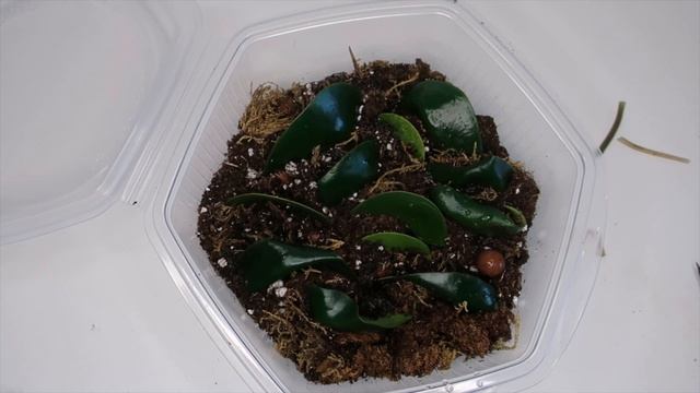 Peperomia Raindrop ? EASY SINGLE LEAF PROPAGATION | Plantkins