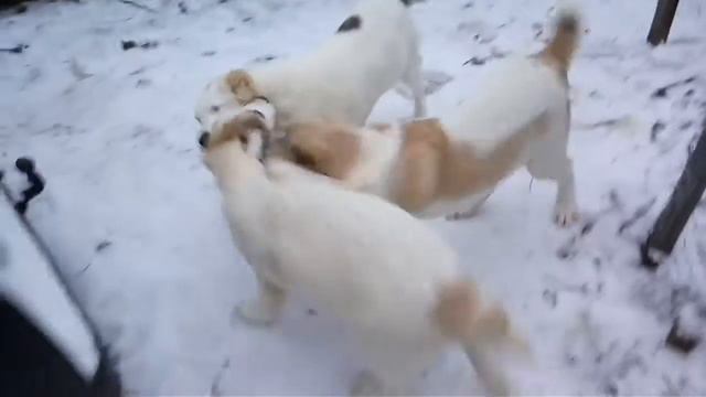 Щенки САО Алабай продажа от Каплана чемпиона Украины 2014 смотреть онлайн