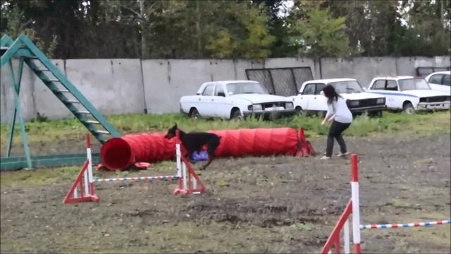 Доберман Троя (Коппд'Оро Триада Троя) соревнования по аджилити смотреть онлайн