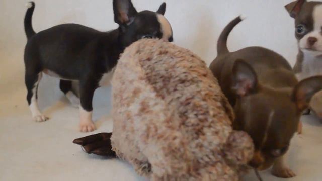 Девочки чихуахуа