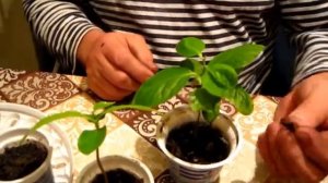 Как растет хурма выращенная из косточек