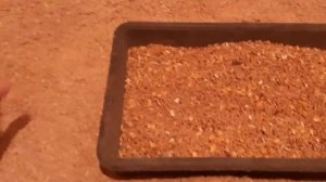 Чем кормить кур чтобы хорошо неслись/ Рецепт корма для несушки