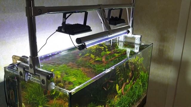 Аквариум спустя 7 месяцев освещение прожекторами. смотреть онлайн