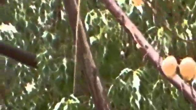 EHUD BANAI: Little Drop -_-) TIP TIPA'...אהוד בנאי: טיפ טיפה смотреть онлайн