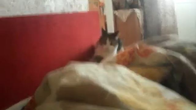 Кот с ума сошёл