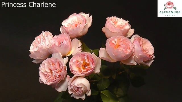 Princess Charlene of Monaco Garden Rose Timelapse смотреть онлайн