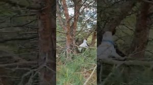 А вы видели как Джек Рассел лазит по деревьям?