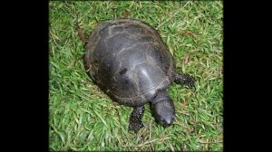 Пресноводная, болотная черепаха, что с ней делать в первую очередь