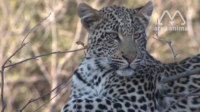 LEOPARDO ATACA CACHORRO SEM PIEDADE смотреть онлайн