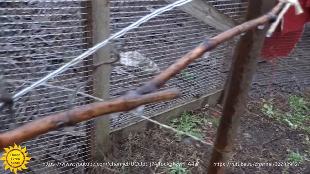 Укрытие винограда на зиму. смотреть онлайн