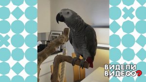 Задушевный попугай. Видели видео? Фрагмент выпуска от 11.05.2020