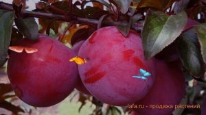 Алыча гибридная Лама (prunus divaricata lama) ? алыча Лама обзор: как сажать саженцы алычи Лама