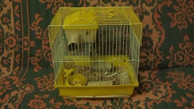 Прогулочный шар для хомячков . смотреть онлайн