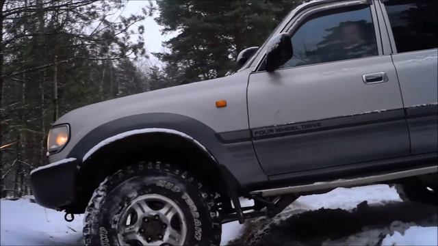 Дикие кошки в Новогоднем лесу 1 смотреть онлайн