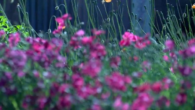 Видео, распространяемые по лицензии Creative Commons смотреть онлайн