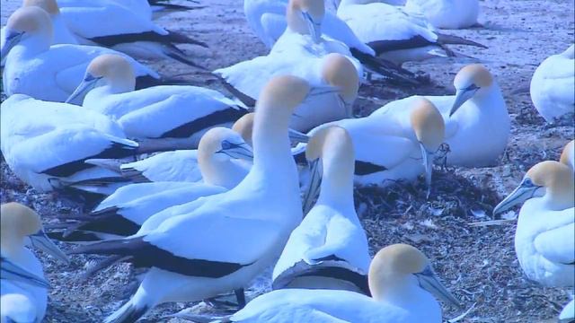 мир животных и птиц смотреть онлайн