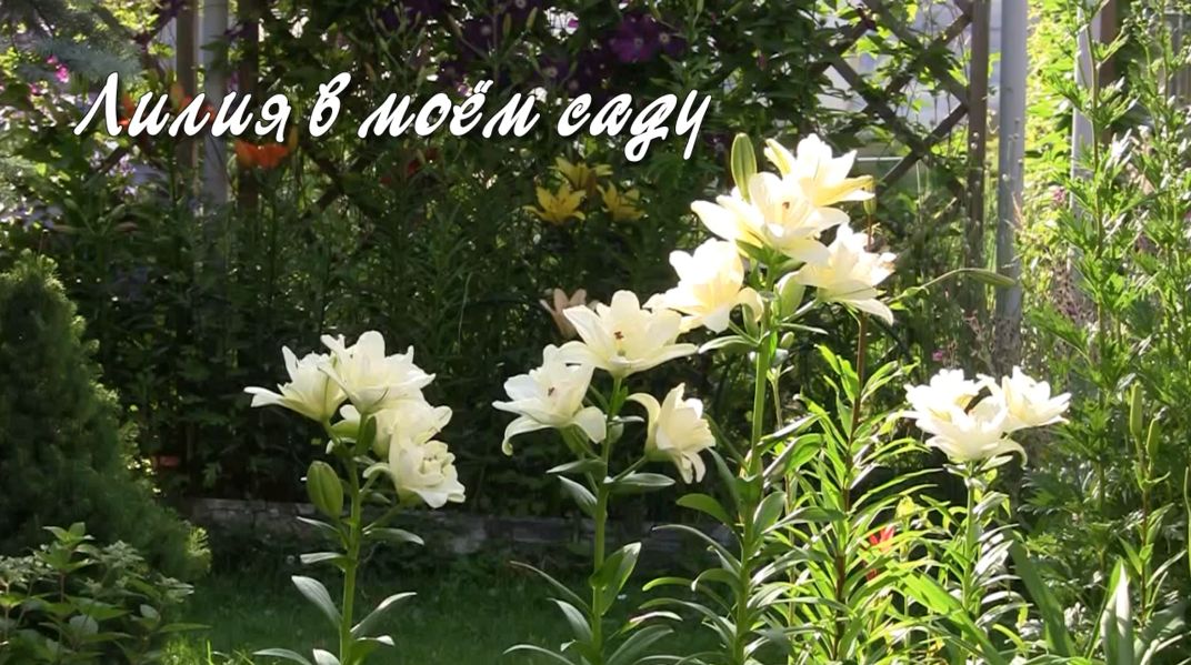 Лилия в моём саду. Дачные картинки 2022 смотреть онлайн