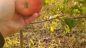 Яблоня Чемпион Рено