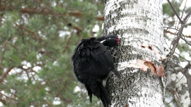 Черный дятел чистит перышки, black woodpecker смотреть онлайн