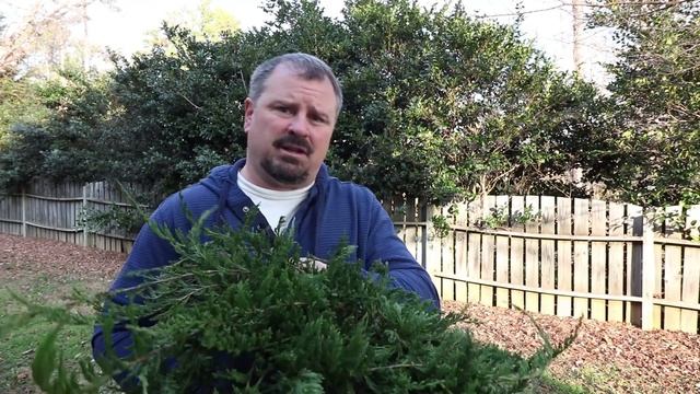 How To Grow Bar Harbor Juniper (Evergreen Groundcover Conifer)
